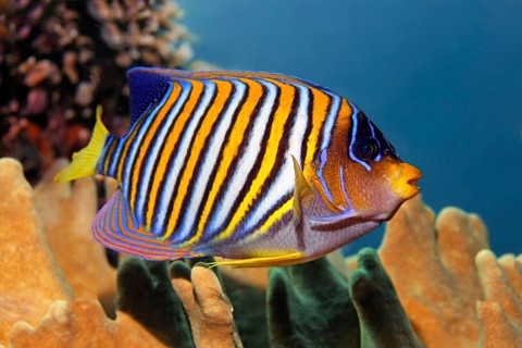 Royal angelfish