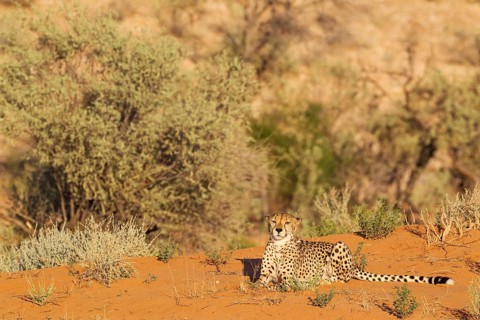 Cheetah