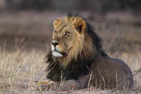 Black-maned lion