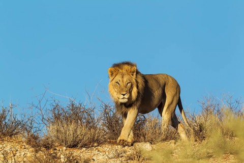 Black-maned lion