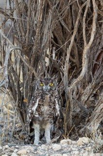 Spotted Eagle Owl