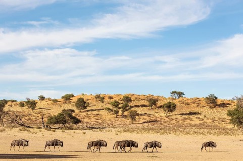 Blue Wildebeests
