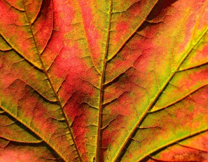 Maple