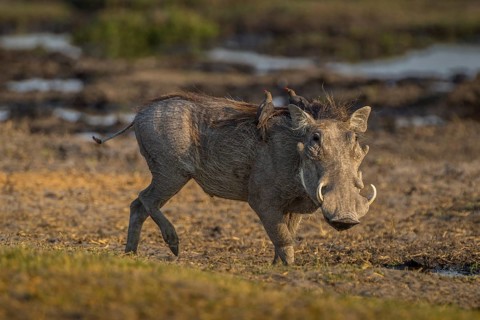 Warthog