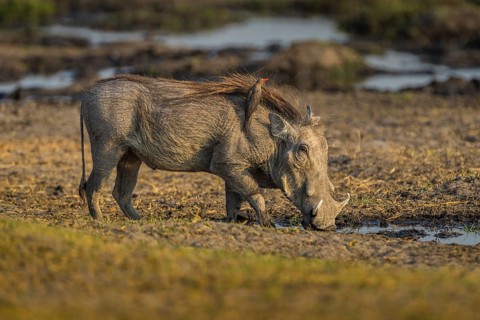 Warthog