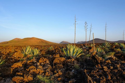 Agaves in lava field