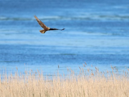 Western marsh-harrier