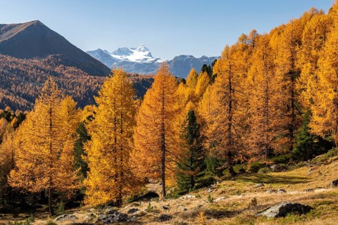 Autumn larch forest off Pizzo Scalino