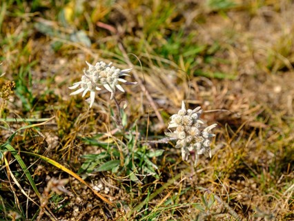 Asian species of Edelweiss