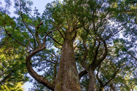 Cryptomeria japonica