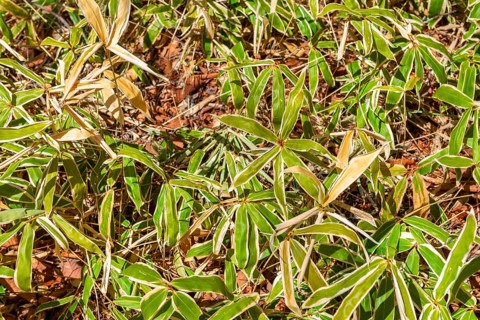 Bamboo