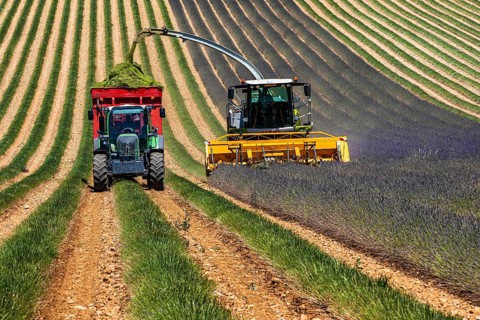 Lavender harvest near Oraison