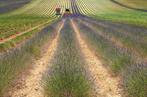 Lavender harvest near Oraison