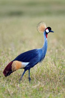Gray crowned-crane