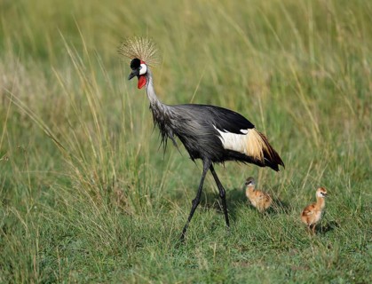 Gray crowned-crane
