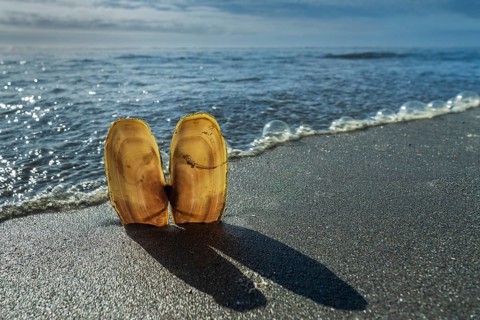 Mussels in the sand