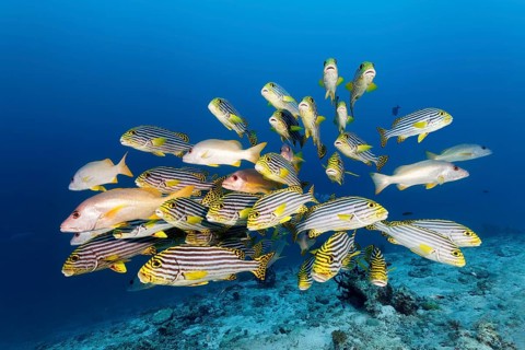 Swarm of Oriental sweetlips