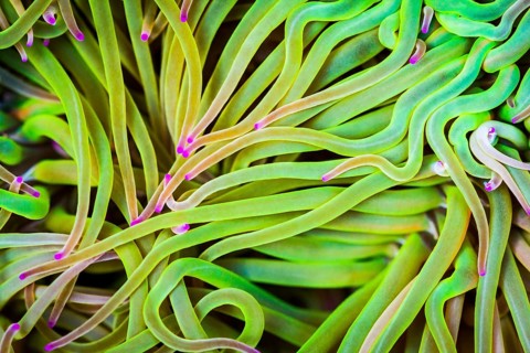 Mediterranean snakelocks sea anemone