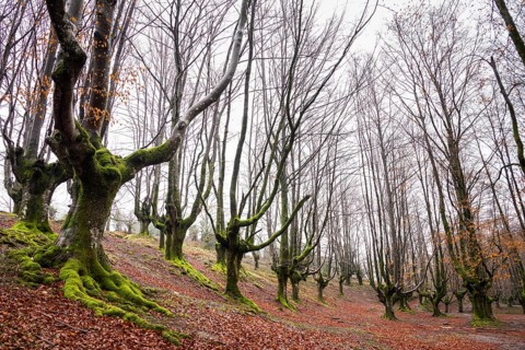 Gorbea Natural Park