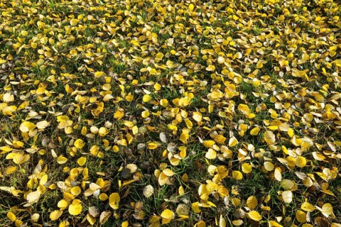 Common aspen