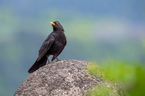 Blackbird