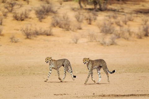Cheetahs