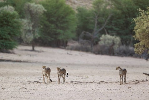 Cheetahs