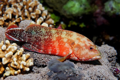 Flagtail Rockcod