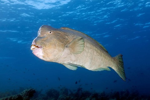 Green humphead parrotfish
