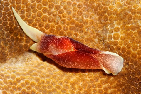 Lovely Headshield Slug