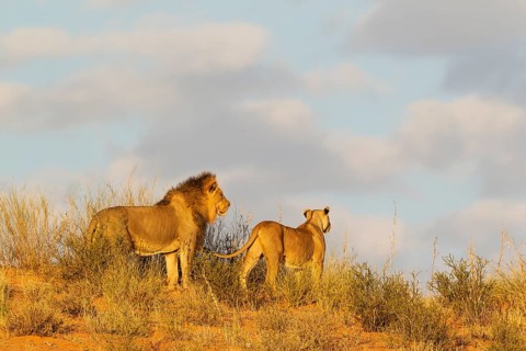 Black-maned lions