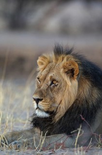 Black-maned lion
