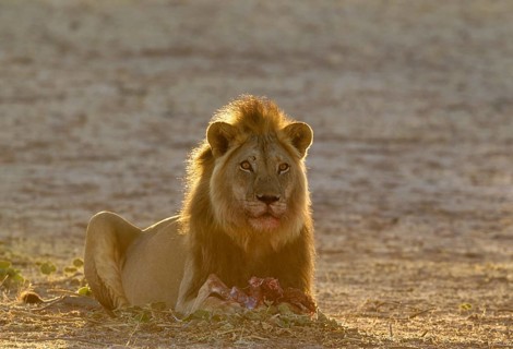 Black-maned lion