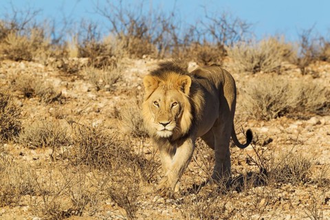Black-maned lion