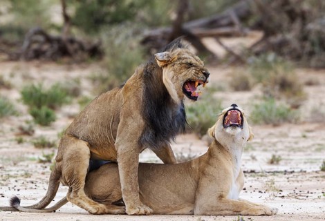 Black-maned lions