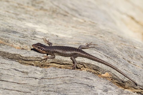 Kalahari Tree Skink
