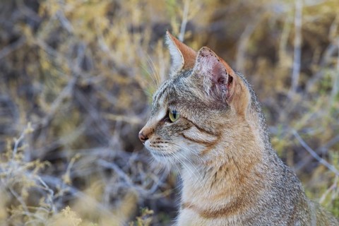 African Wildcat