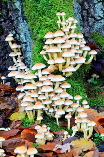 Conifer tuft