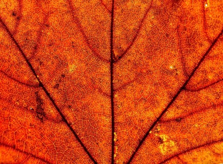 Maple