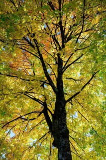 Maple