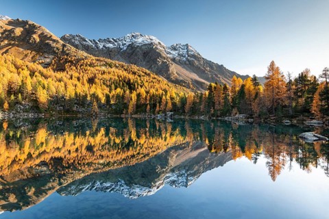 Autumn larch forest reflected in the mountain lake Lago di Saoseo