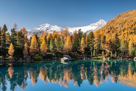 Autumn larch forest reflected in Lago di Saoseao