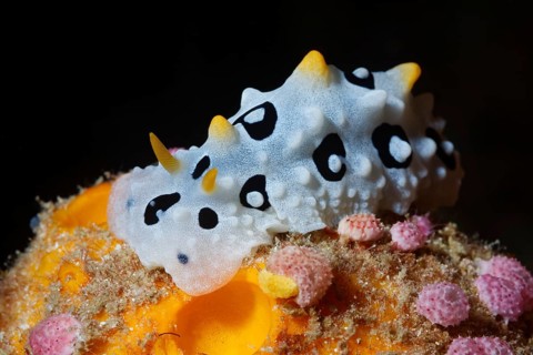 Wart snail