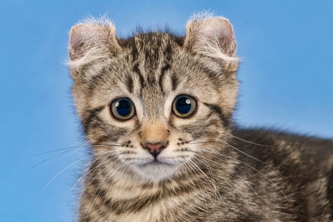 Breedcat American Curl