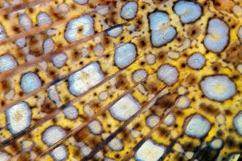 Detail tail fin Peacock flounder