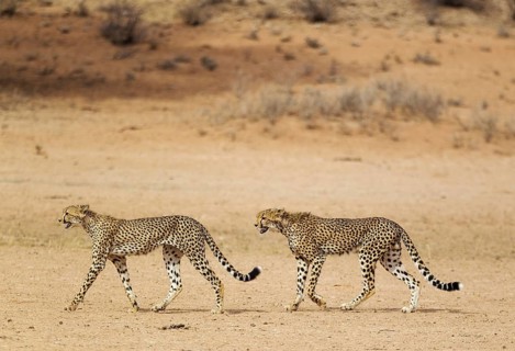 Cheetahs