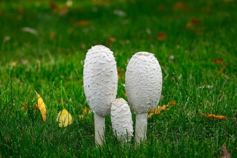 Shaggy ink caps