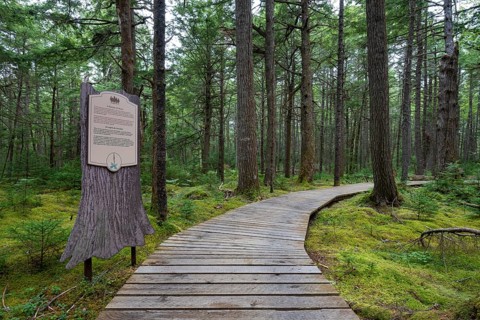 Wooden walkway through light coniferous forest in Kejimkujik National Park