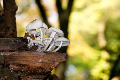 Porcelain fungi