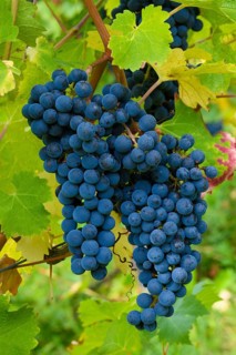 Cabernet-Sauvignon grapes